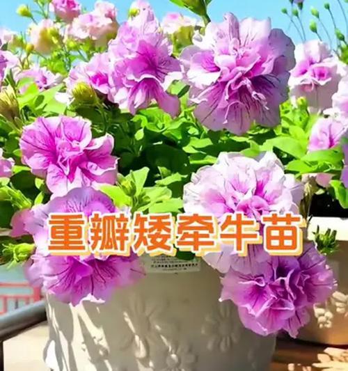 矮牵牛开花的秘诀是什么？如何延长其花期？