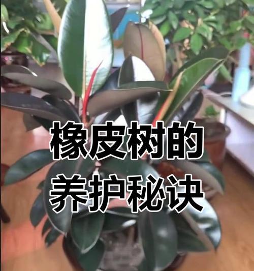 橡皮树过高时的修剪方法是什么？