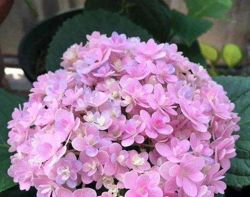花的品种有哪些？如何选择适合自己的花品种？