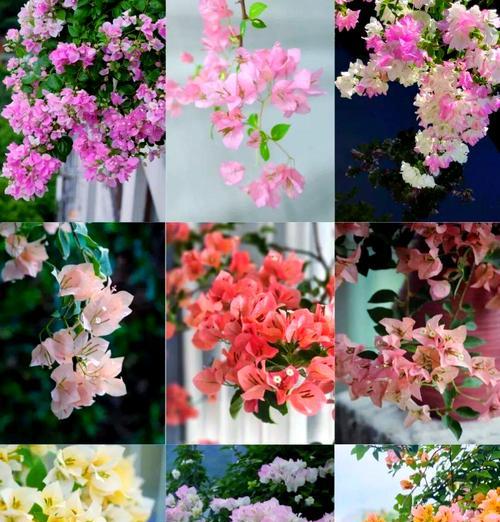 花的品种有哪些？如何选择适合自己的花品种？