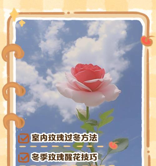 玫瑰花保鲜的秘诀是什么？