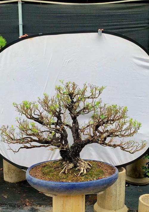 盆景树的制作过程是怎样的？盆景树是如何形成的？