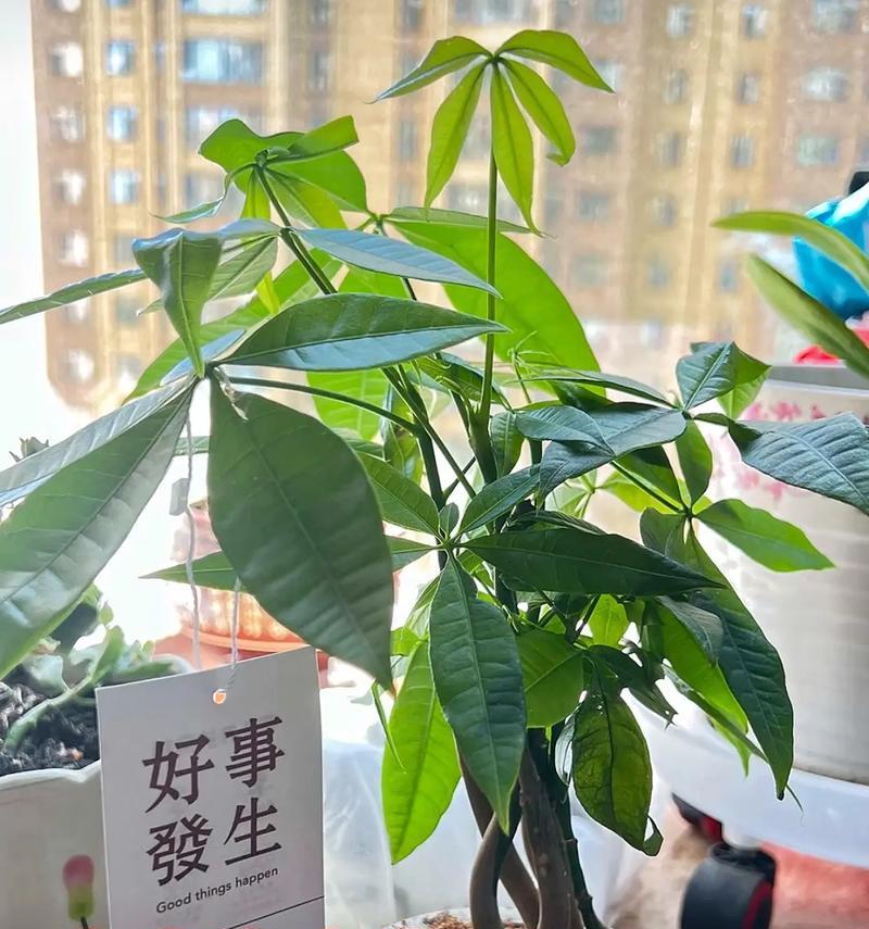 盆景树的制作过程是怎样的？盆景树是如何形成的？