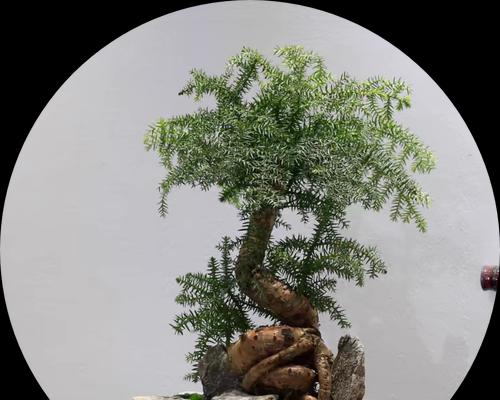 盆景植物的制作方法和养护要点是什么？