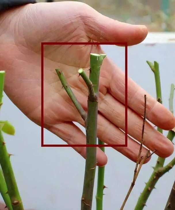 月季花种植的正确方法是什么？