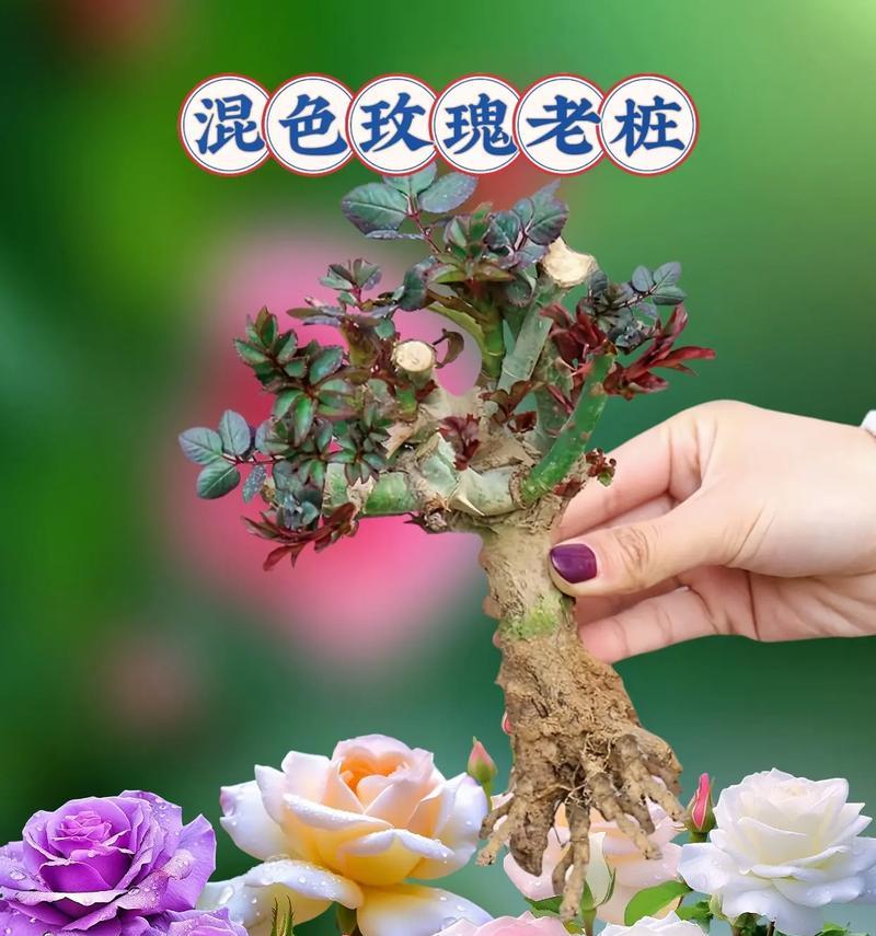 月季花种植的正确方法是什么？
