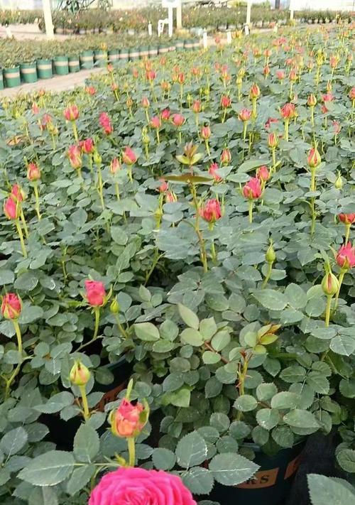 月季花种植的正确方法是什么？