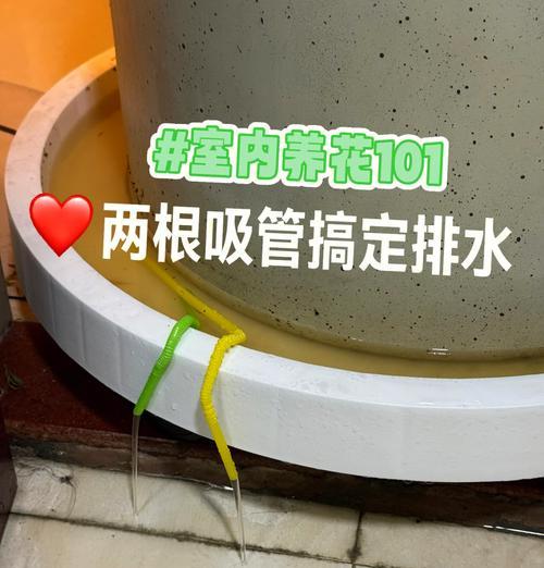 大岩桐浇水技巧有哪些？如何正确给大岩桐浇水？