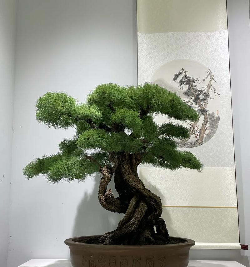 观音柳盆景怎么养？观音柳盆景的养护技巧和常见问题解答？