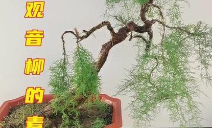 观音柳盆景怎么养？观音柳盆景的养护技巧和常见问题解答？