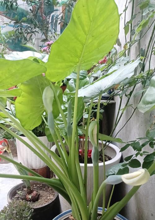 金簪植物的养殖技巧有哪些？怎样才能使其生长得更加茂盛？
