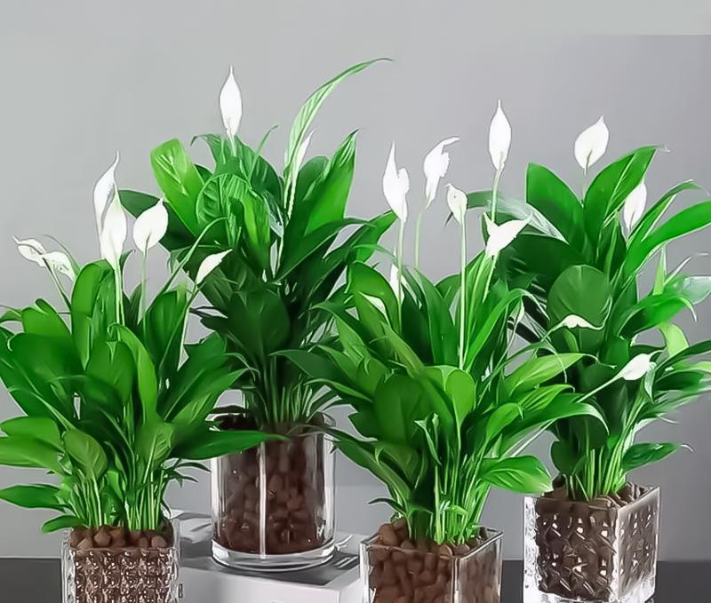 金簪植物的养殖技巧有哪些？怎样才能使其生长得更加茂盛？