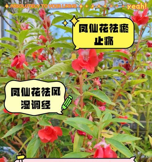 凤仙花养殖方法有哪些？