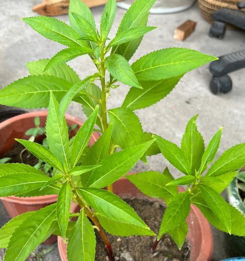 凤仙花养殖方法有哪些？