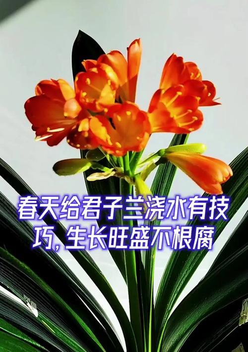 君子兰的最佳浇水时间是什么时候？