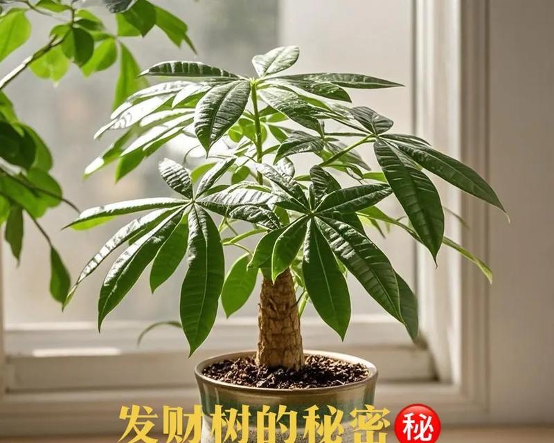 发财树的皮烂了怎么办？如何进行有效的处理？