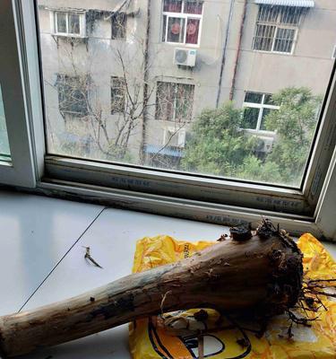 发财树的皮烂了怎么办？如何进行有效的处理？