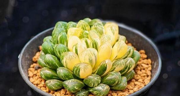 玉露养紧凑的方法是什么？如何让玉露生长得更紧凑？