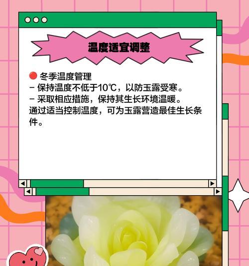 玉露养紧凑的方法是什么？如何让玉露生长得更紧凑？