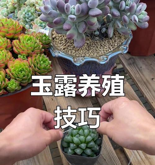 玉露养紧凑的方法是什么？如何让玉露生长得更紧凑？