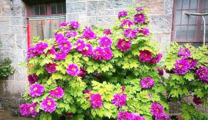 室外适合种植哪些花卉？