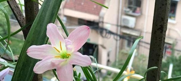 室外适合种植哪些花卉？