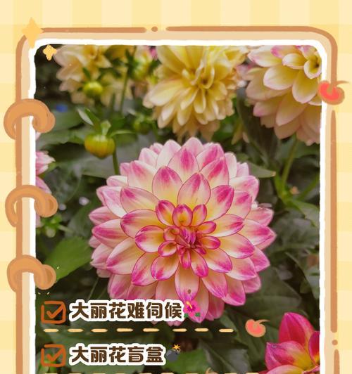 大丽花的种植方法和注意事项是什么？