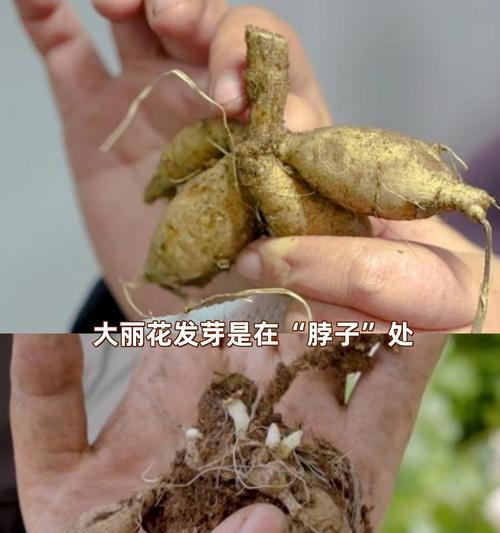 大丽花的种植方法和注意事项是什么？
