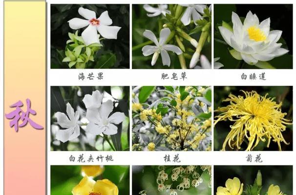 花木品种繁多，如何辨别不同种类的花木？