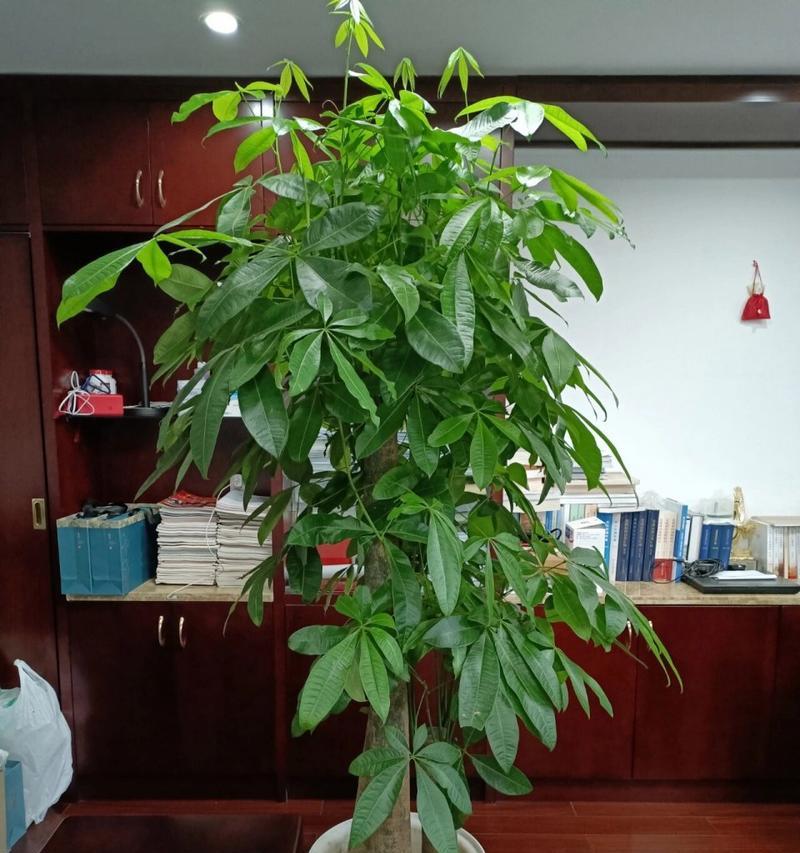 发财树为什么叫发财树？它的寓意是什么？