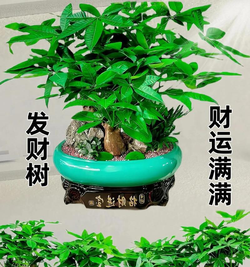 发财树为什么叫发财树？它的寓意是什么？