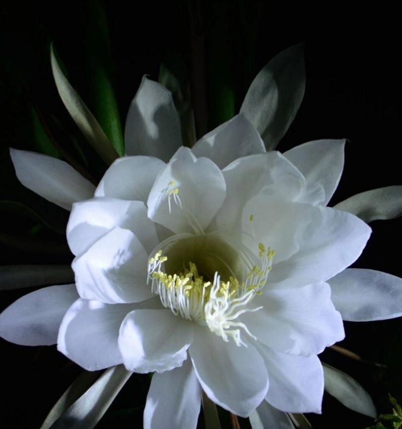 昙花的花语和象征意义是什么？