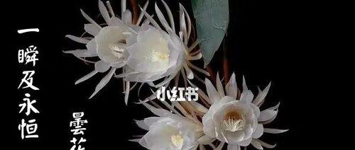 昙花的花语和象征意义是什么？