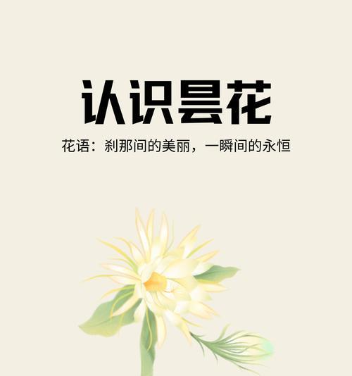 昙花的花语和象征意义是什么？