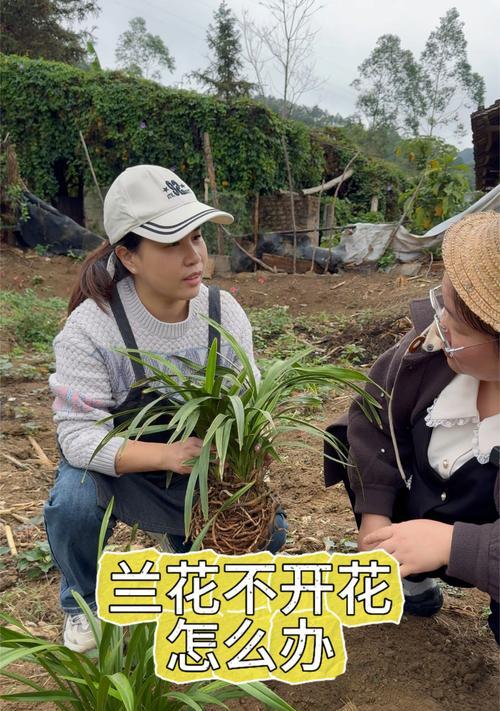 兰花不开花怎么办？