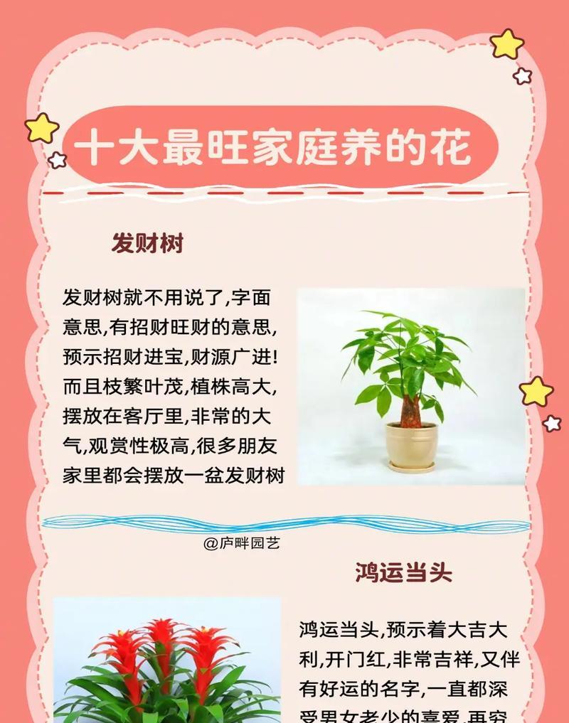 发财树的栽培方法是什么？如何进行修剪和管理？