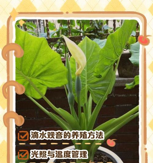 滴水观音的养植技巧有哪些？