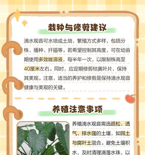 滴水观音的养植技巧有哪些？