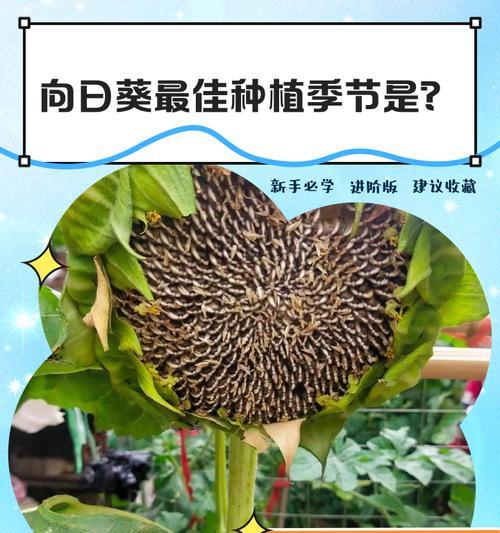 向日葵种植应该选择哪种花盆？