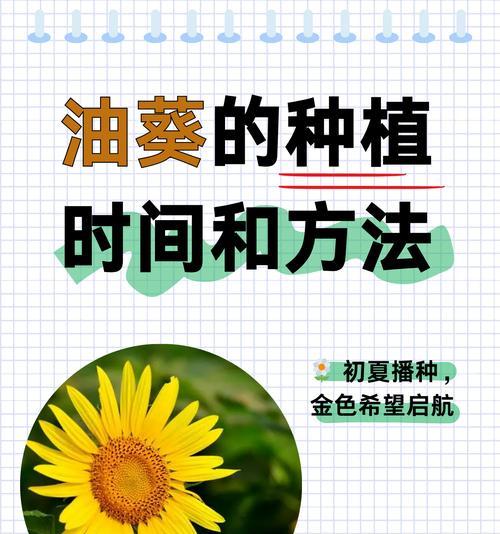 向日葵种植应该选择哪种花盆？