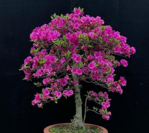 什么盆景花最容易养活？好养的盆景花推荐有哪些？