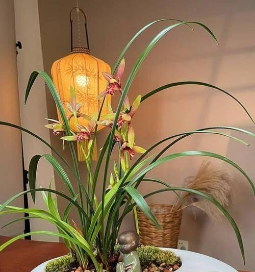 什么盆景花最容易养活？好养的盆景花推荐有哪些？