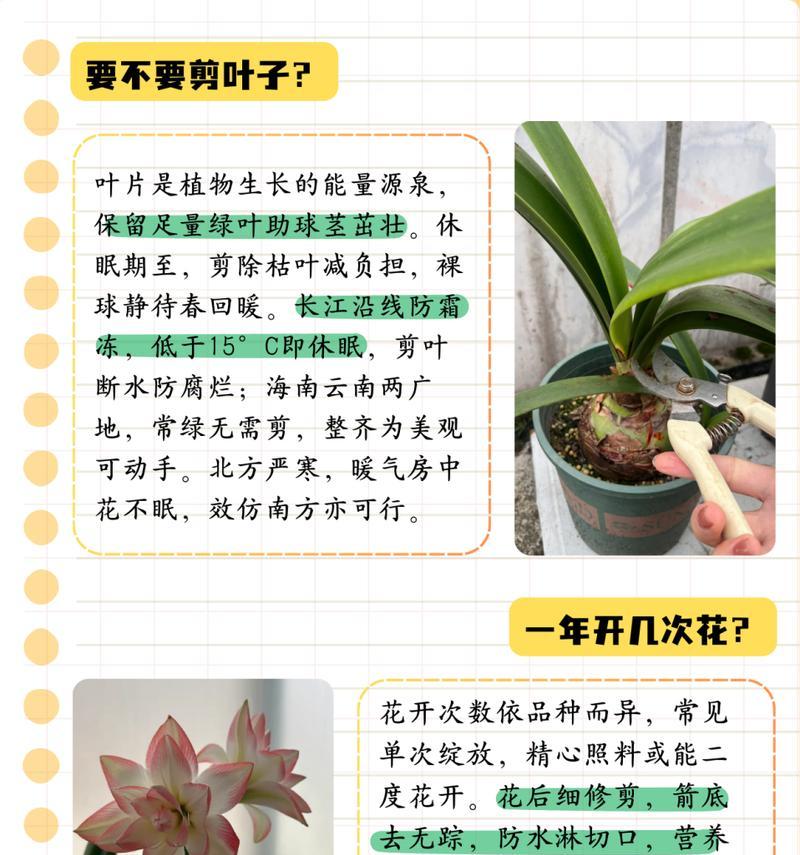 朱顶红有多少个品种？朱顶红品种的选择技巧是什么？