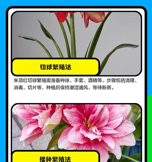 朱顶红有多少个品种？朱顶红品种的选择技巧是什么？
