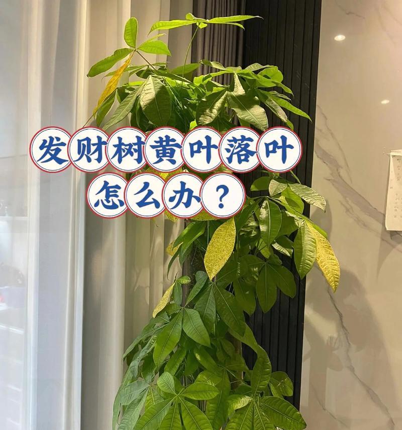 发财树的识别特征是什么？如何区分真假发财树？