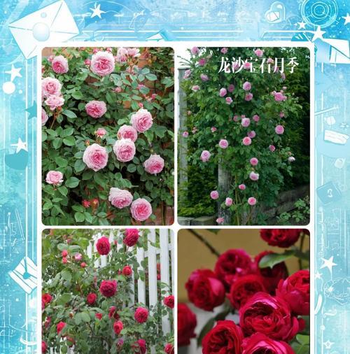 藤本月季的最佳种植时间是什么时候？