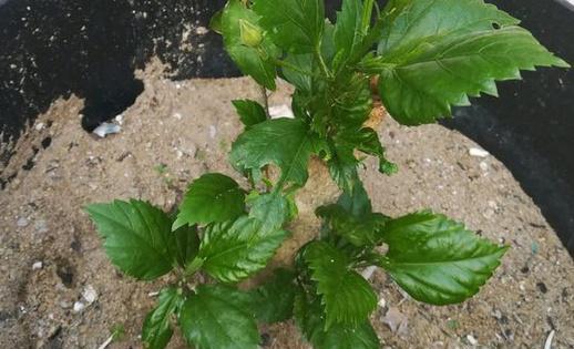 扶桑花修剪的正确方法和时机是什么？