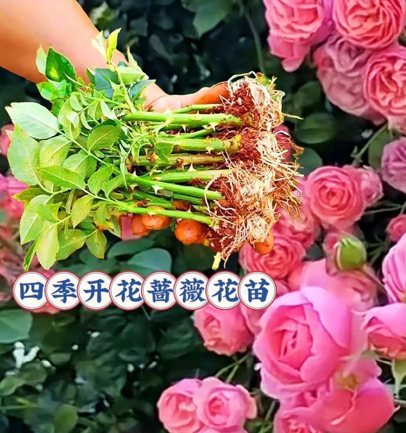 蔷薇花的种植技巧是什么？