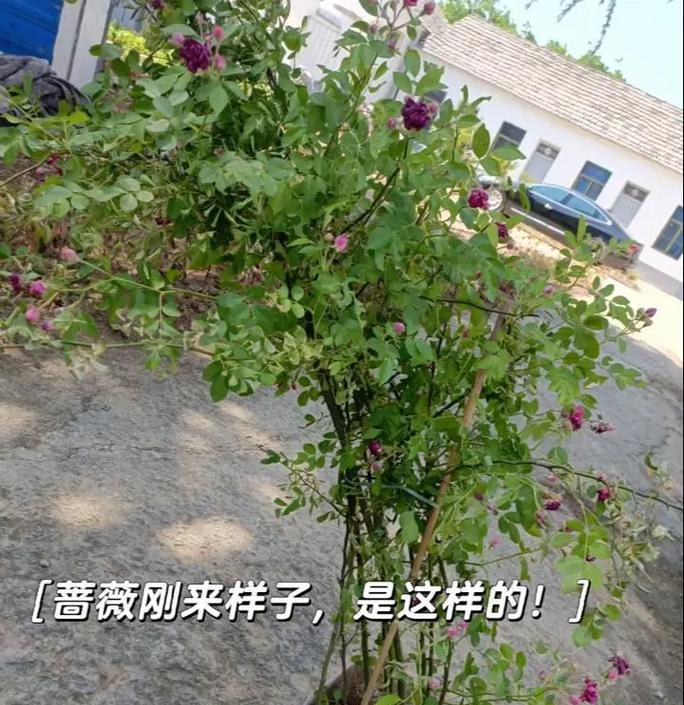 蔷薇花的种植技巧是什么？