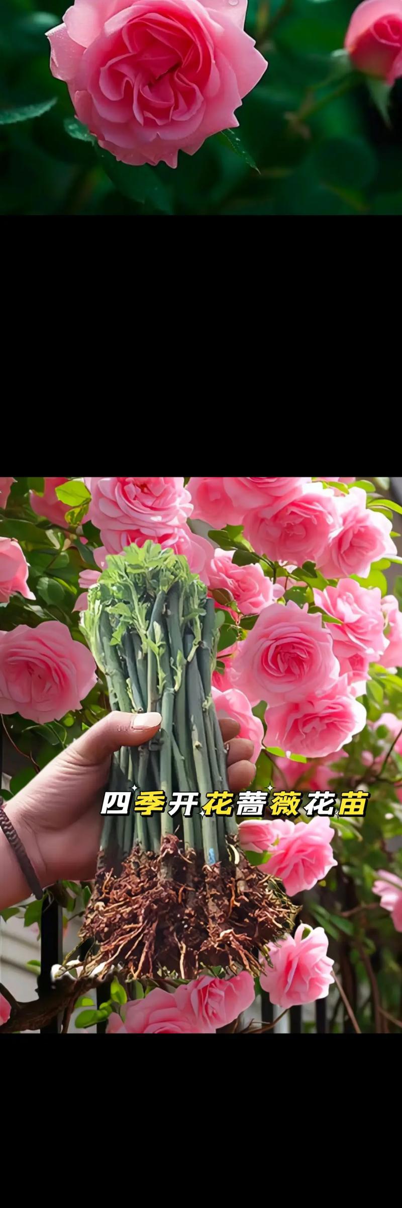 蔷薇花的种植技巧是什么？